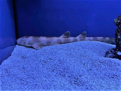 blue reef fish|Brown Banded Cat Shark – Blue Reef Aquatics Tropical Fish.